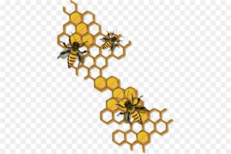 Honey bee Drawing Honeycomb Insect - Western Honey Bee - Unlimited Download. Kisspng.com. | Bee ...