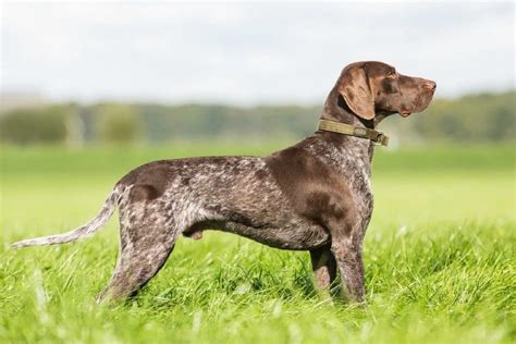 Are German Longhaired Pointer Aggressive