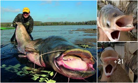 The Unusual "Chernobyl Fish," a Mysterious Two-Headed Species Discovered in a Lake ...