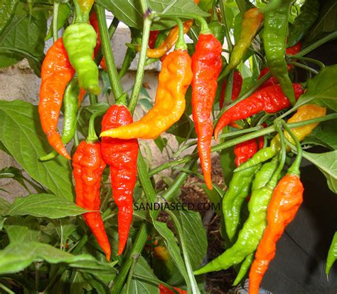 Bhut Jolokia Red Ghost Pepper Seeds – Sandia Seed Company