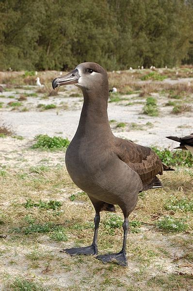 Black Footed Albatross | 動物, ハワイ諸島, 鳥類