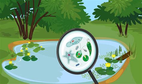 Types of Bacteria in Ponds