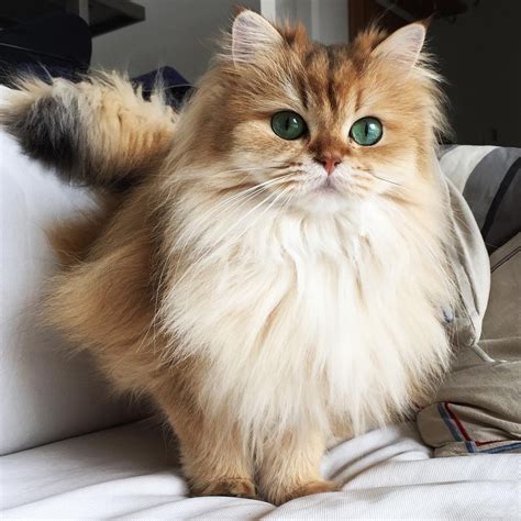 This Magnificently Fluffy Cat Looks Part Fox - Love Meow