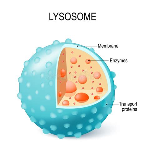 Enzymes De Lysosome Et Cellule De Membrane/concept Hydrolytiques D'anatomie Illustration de ...