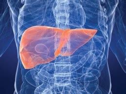 From Seed to Organ: Growing a Liver - Science in the News