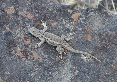 Northwestern fence lizard - Wenatchee Naturalist