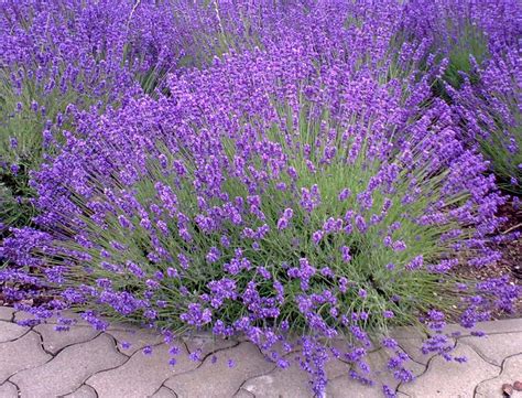 Lavender - planting, care and trimming into mounds