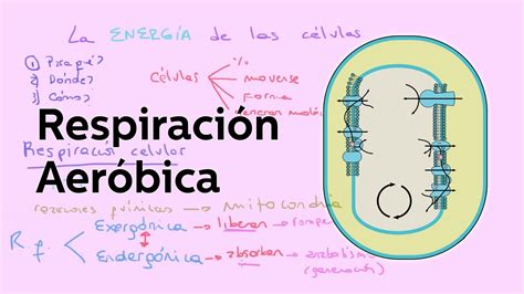 La respiración celular aeróbica y generación de ATP - Biología - Educatina - YouTube