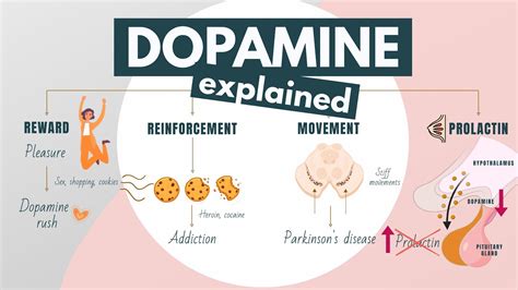 Role of Dopamine in the Brain | Neurotransmitters explained - YouTube