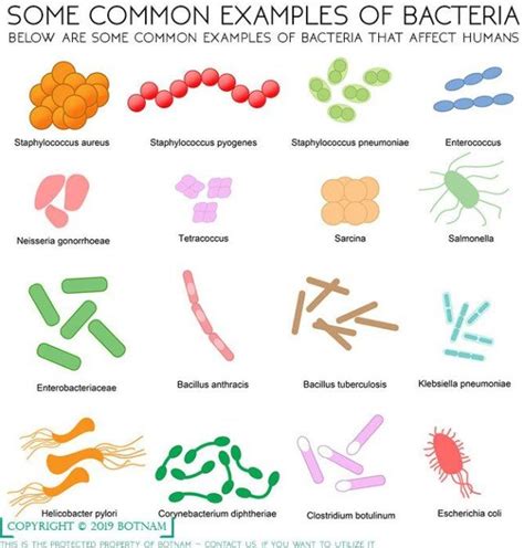 Common Examples of Bacteria That Affect Humans | Bacillus anthracis ...