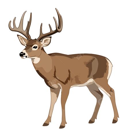 Whitetail Buck Vector, Sticker Clipart White Tailed Deer Standing ...