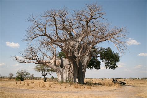 File:Baobab tree -near Sand River Selous, Selous Game Reserve, Tanzania-8.jpg