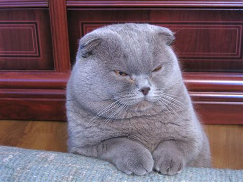 Scottish Fold – Cat Breed | Animals Library