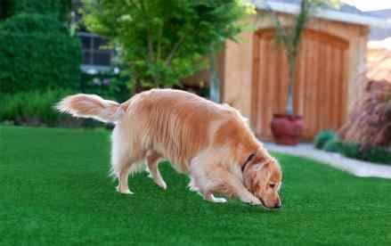 Artificial Turf For Dogs - Petercatrecordingco