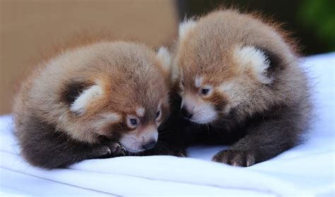 It's twin boys! Baby red pandas born at Rosamond Gifford Zoo - syracuse.com