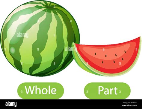 Opposite words with whole and part illustration Stock Vector Image ...