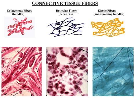 PPT - DEVELOPMENT OF CONNECTIVE TISSUE PowerPoint Presentation, free download - ID:4064482