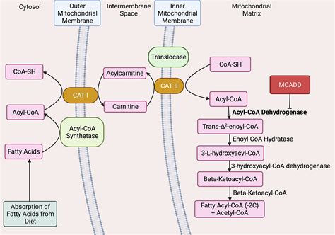 Acyl Coa Dehydrogenase Pathway