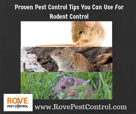 Proven pest control tips you can use for rodent control - Rove Pest Control