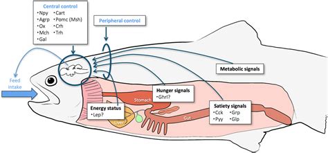 Fish Digestion and Metabolism - TheEducators Co