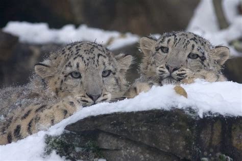 40 Interesting Facts About Snow Leopards