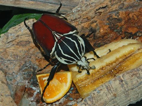 Dino-Bugs: World’s Largest Bugs - U.S. Pest Control Services