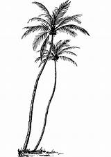 Vintage Coconut Palm coloring Page  ColouringPages sketch template