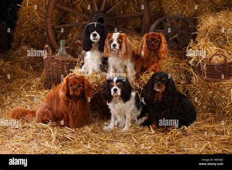 45+ Cavalier King Charles Spaniel Robes Tricolore - l2sanpiero