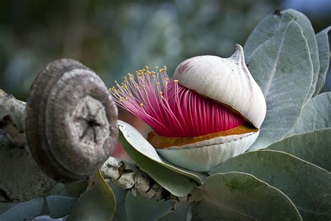 Eucalyptus | Eucalyptus macrocarpa - Native Plant Project