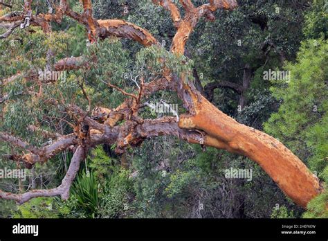 Sydney Red Gum shedding bark Stock Photo - Alamy