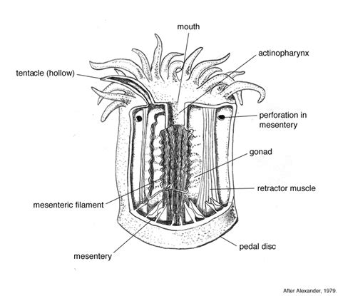 Anthozoa - Skeletal Evolution