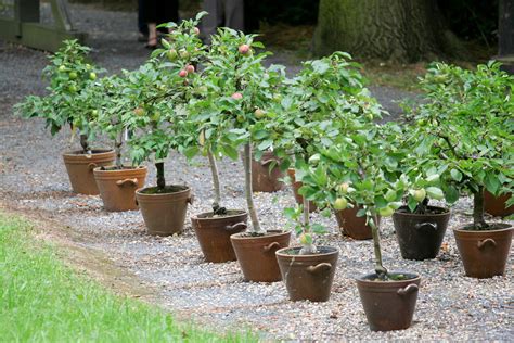 Kübelpflanzen: Unsere Top 15 für Balkon & Garten - Plantura