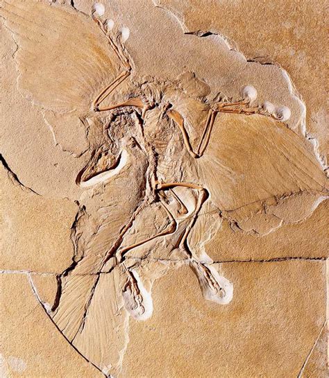 Archaeopteryx: Facts about the Transitional Fossil | Live Science