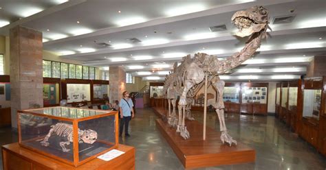 India’s invaluable dinosaur fossils lie neglected and forgotten in this ...