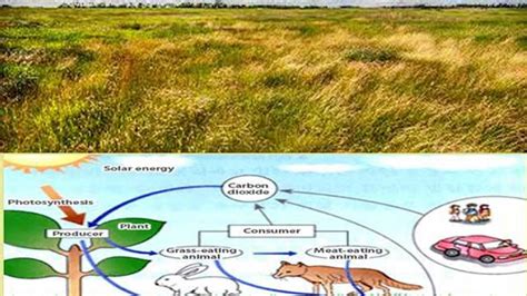 Grassland Ecosystem- Components, Structure and Economic Importance