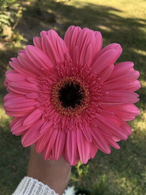 Flor rosada | Flores bonitas, Gerberas flores, Girasoles y rosas