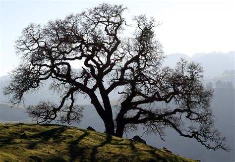 Valley Oak (Trees of Quail Hollow Ranch Park) · iNaturalist