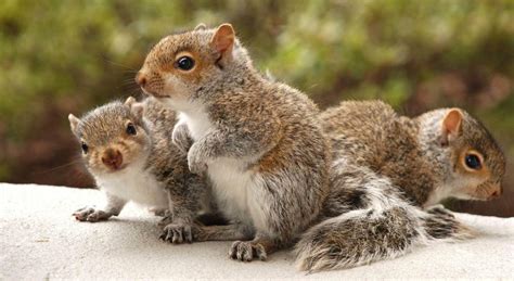 Cute Squirrel Babies | Mind Squirrels