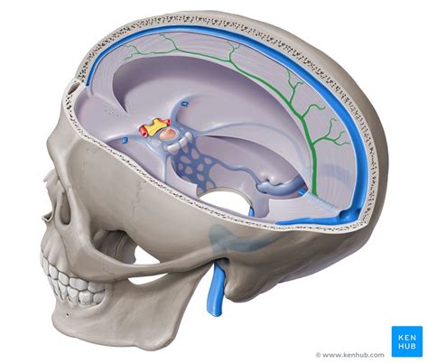 Inferior sagittal sinus: Tributaries, course, function | Kenhub