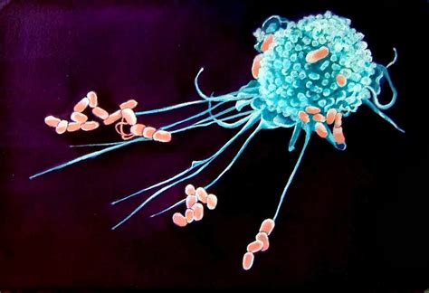 Semester 2 Biomedical Revision : Connective Tissue (Semester 2 - Biomedical science)