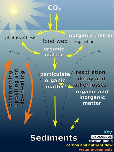 Ocean carbon cycling since the middle Miocene: Testing the metabolic hypothesis - Research ...