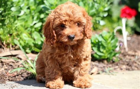 Cavapoo Puppies for Sale - Keystone Puppies | Cavapoo puppies, Cavapoo dogs, Cavapoo puppies for ...