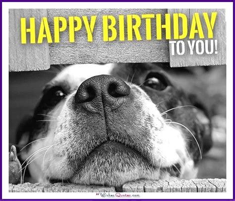 Happy Birthday Memes With Funny Cats, Dogs And Animals | Happy birthday ...