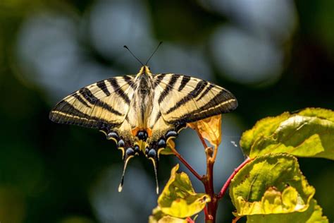 Eastern Tiger Swallowtail Life Cycle | Monarch Butterflies