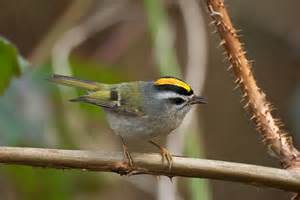 Golden-crowned Kinglet | BirdNote