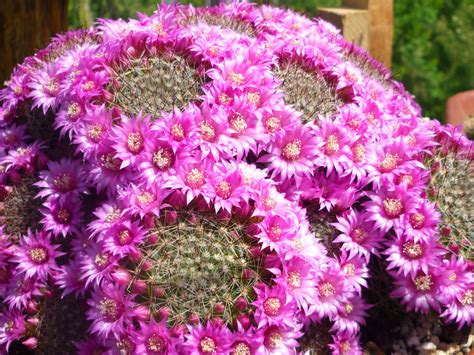 Mammillaria zeilmanniana - Rose Pincushion Cactus | World of Succulents