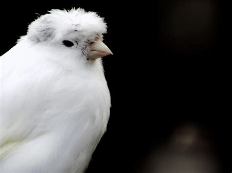 White Crested Canary | Canary birds, Pet birds, White canary