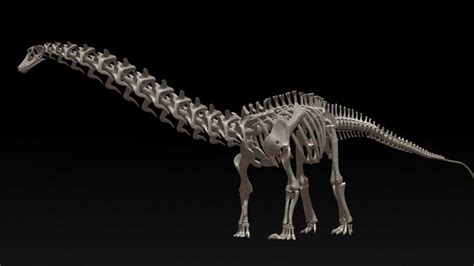 3d diplodocus skeleton model | Diplodocus, Skeleton model, Skeleton