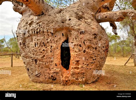 Prison boab tree hi-res stock photography and images - Alamy