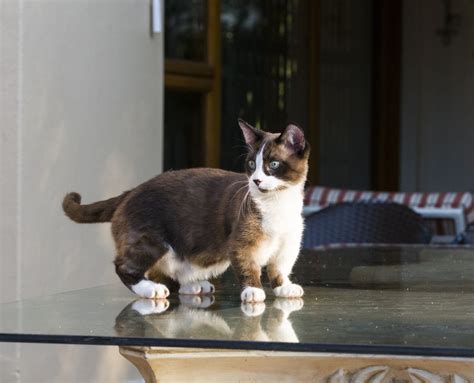 Munchkin Cat — Full Profile, History, and Care